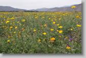 anza borrego * 720 x 478 * (106KB)
